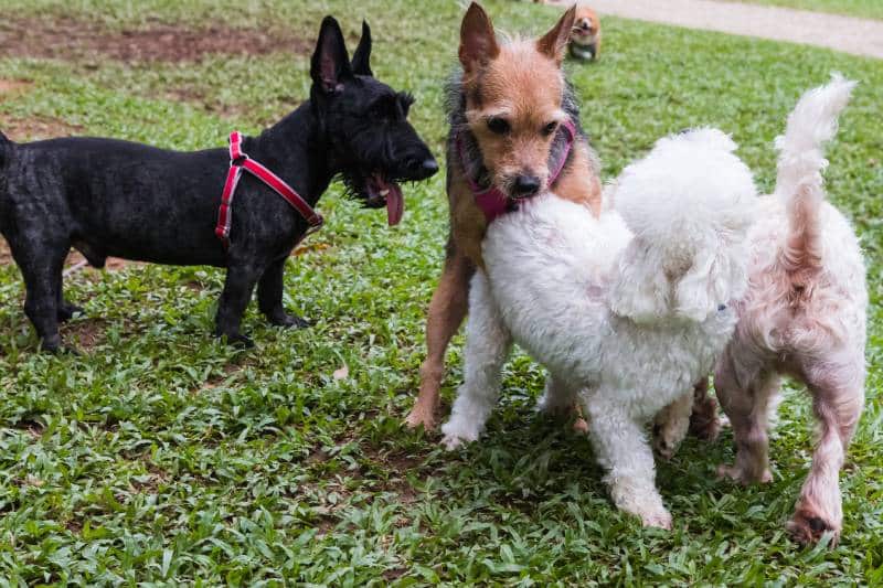 Should I Take My Dog To The Dog Park? Pros & Cons Dogster