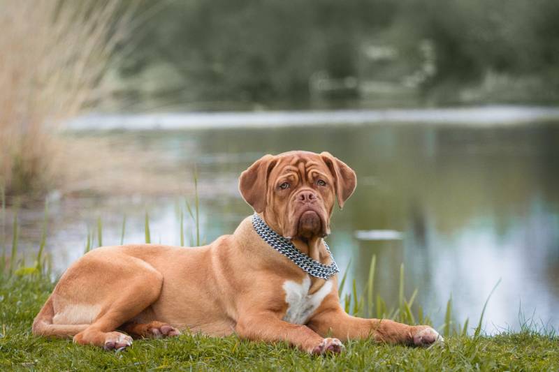 Dogue de Bordeaux dog posing Outdoors