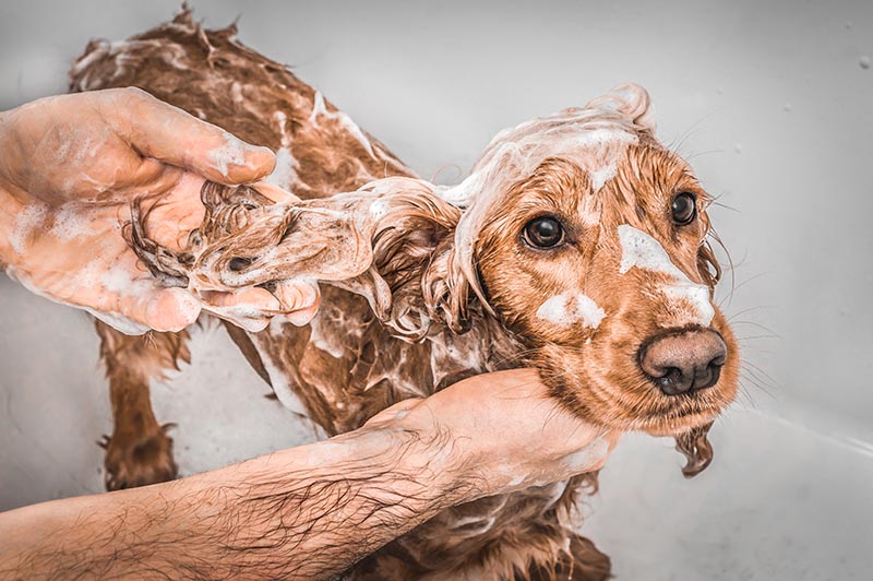 English cocker spaniel dog taking a shower with shampoo, soap and water in a bathtub_andriano.cz_Shutterstock