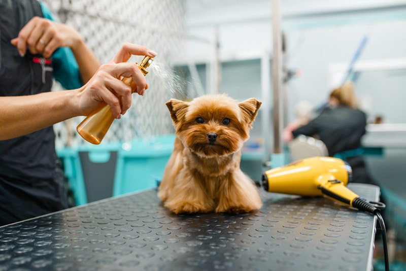 Female groomer spraying a cute dog with parfume