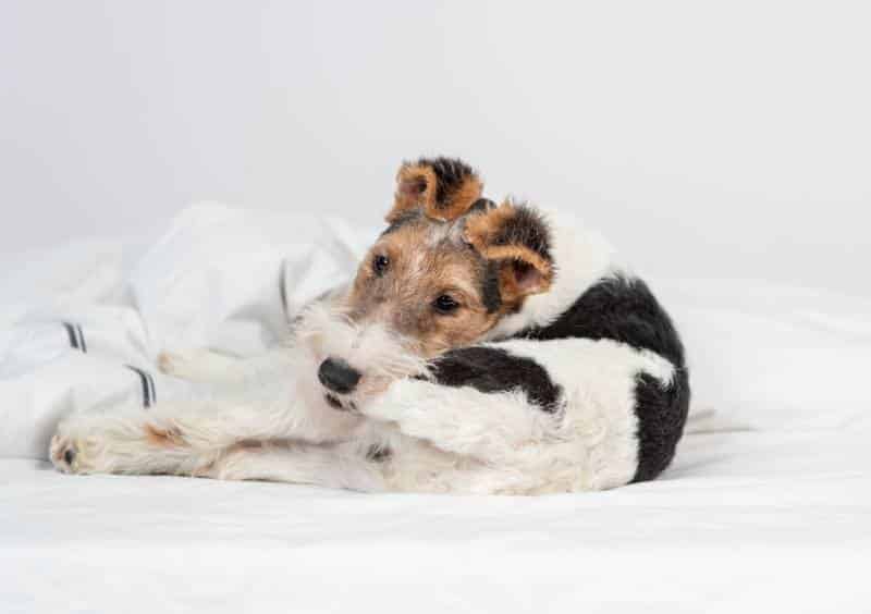 Fox terrier puppy dirtying its own tail lying on the bed