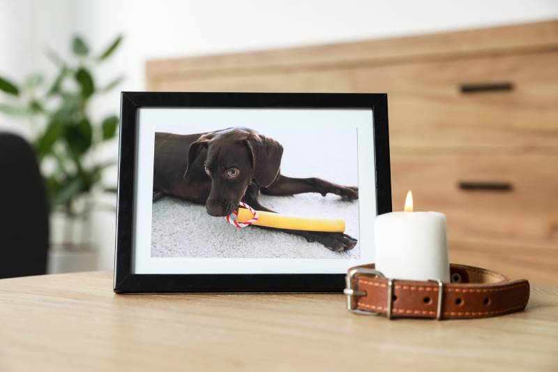 Frame with picture of dog, collar and burning candle on wooden table indoors
