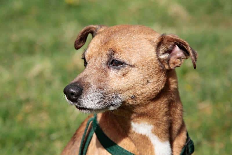 German Feist Terrier