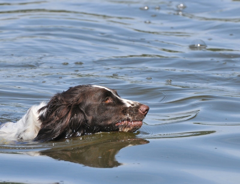 German Water Spaniel hunting for food