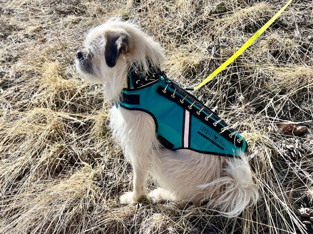 Gizmo white dog in SpikeVest from CoyoteVest