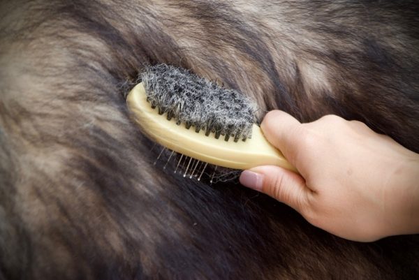 Groomer brushing dog