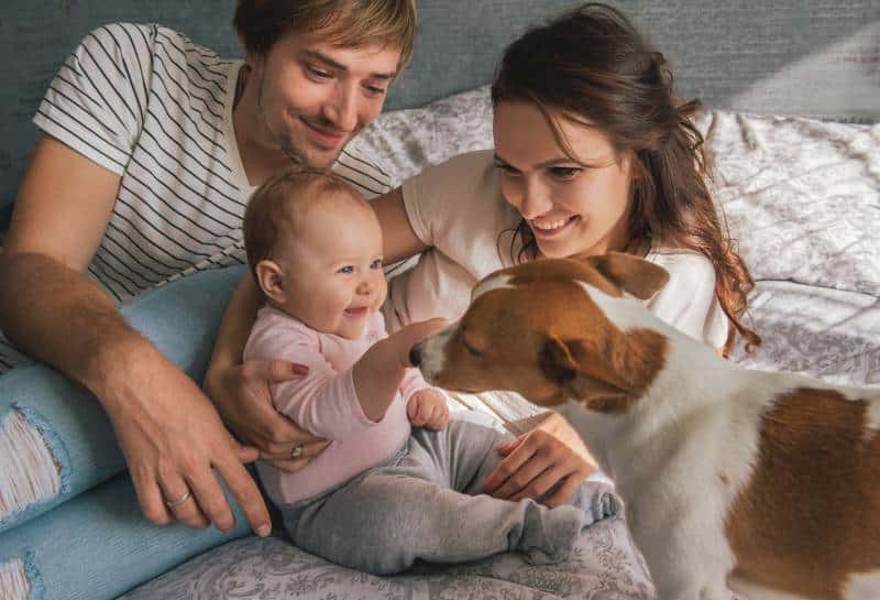 Happy family with cute baby playing with jack russel dog in bed at home