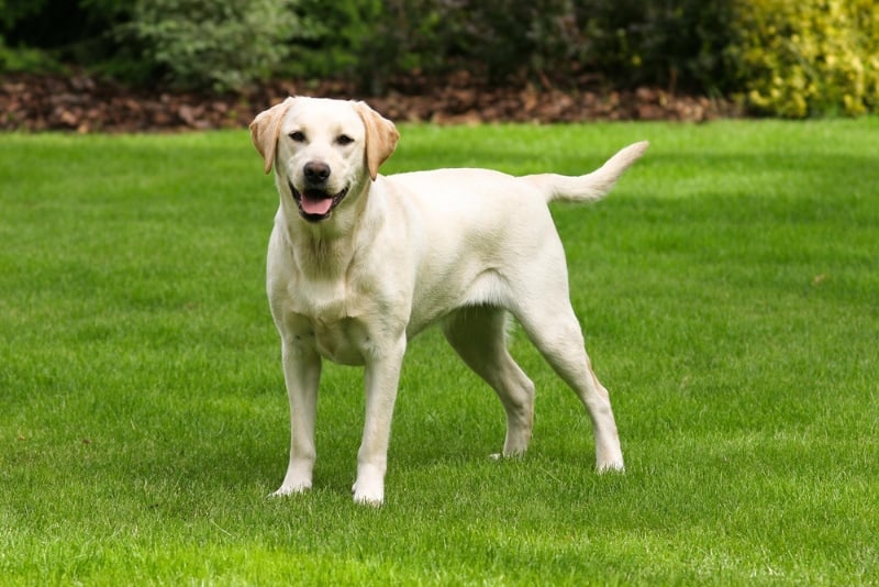 Labrador Retriever dog standing on the lawn