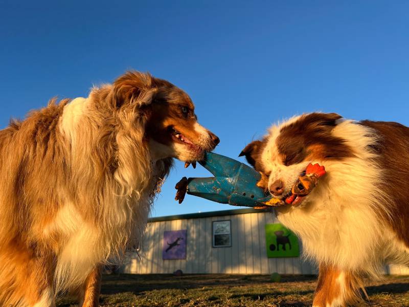 Low angle closeup of two furry miniature Australian Shepherd dogs tugging on squeaky toy chicken with expressive faces