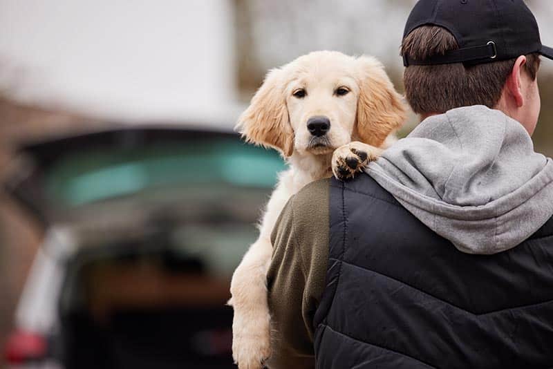 Male Criminal Stealing Or Dognapping Puppy During Health Lockdown