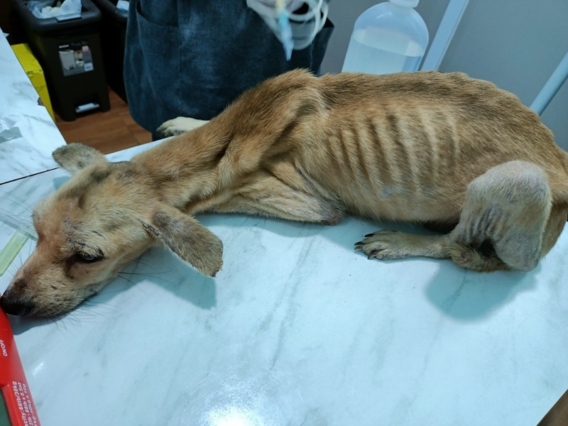 Malnourished dog on a vets table