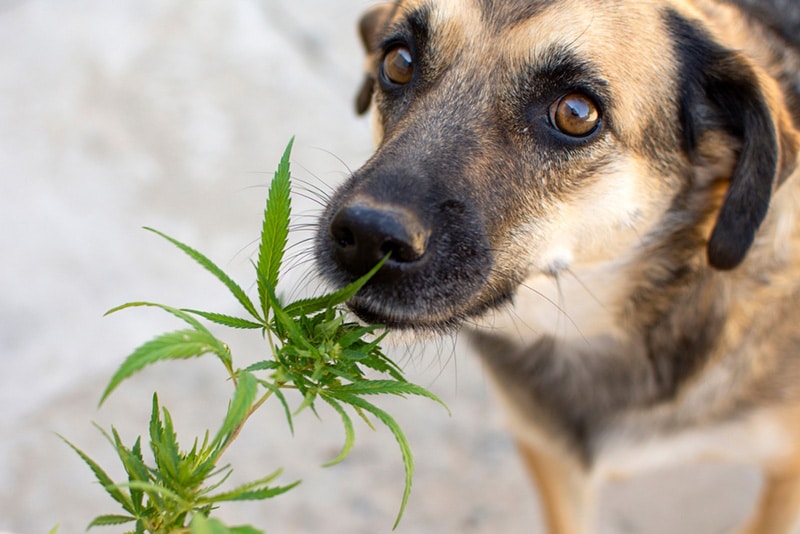 Marijuana Leaf sniff dog