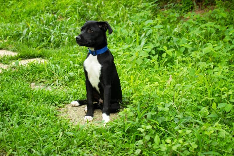 Mixed Breed Puppy Outside