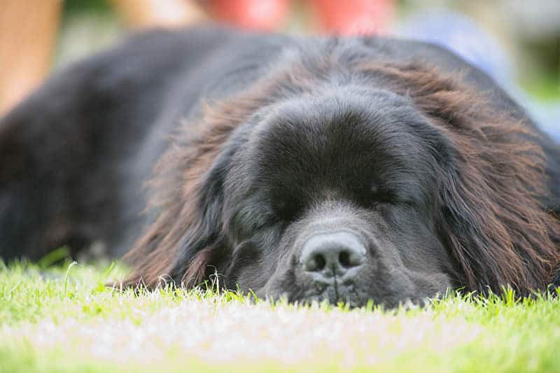 Newfoundland-dog-sleeping-on-grass