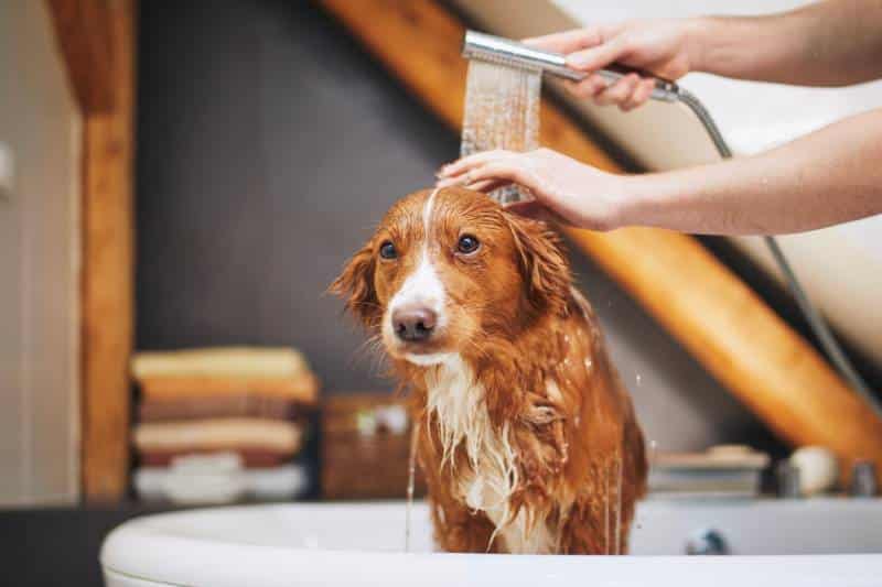 Nova Scotia Duck Tolling Retriever dog taking a bath at home