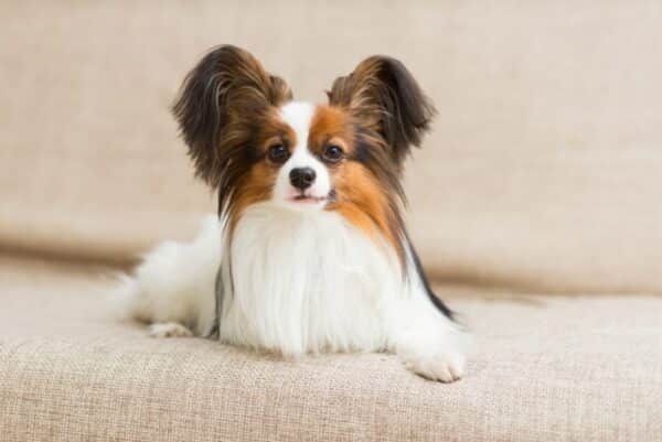 Papillon-dog-lying-on-the-couch