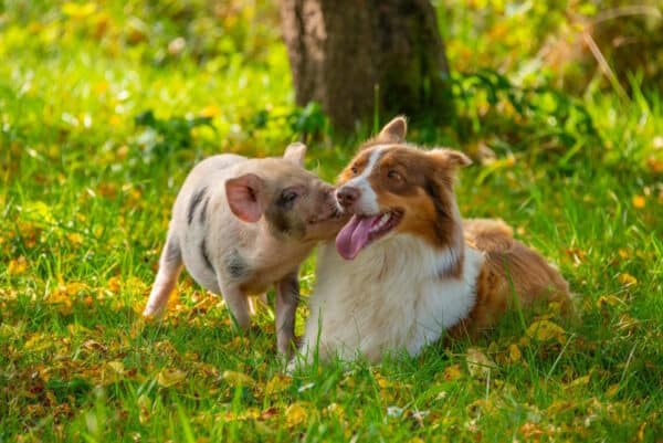 Pig and dog playing nice in the grass