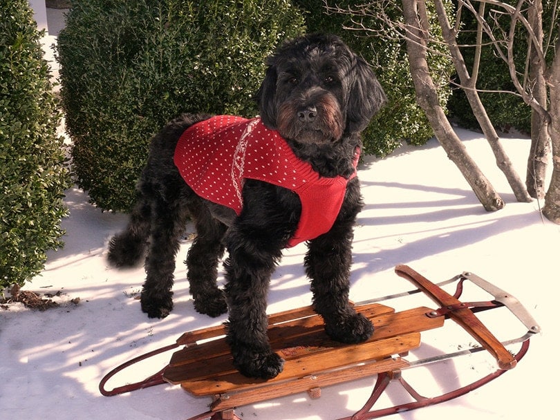 Portuguese Water Dog in the snow