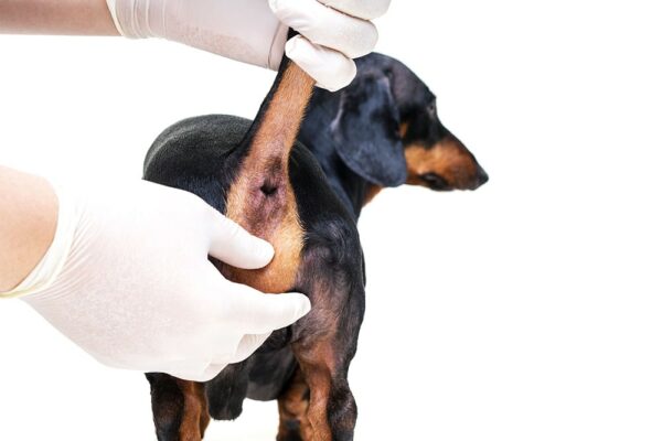 Prophylactic cleaning the paranal glands in the dachshund dog veterinarian in the clinic