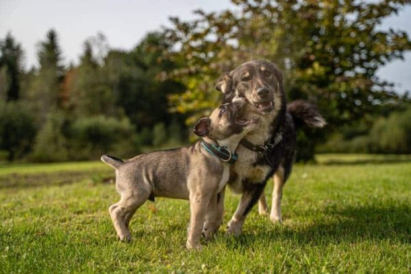 Puppy play time with older dog