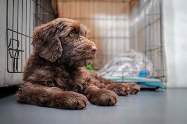 Relaxed puppy dog in front of crate or dog kennel