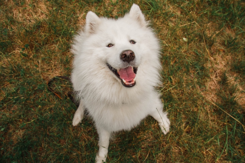 Samoyed dog looking up