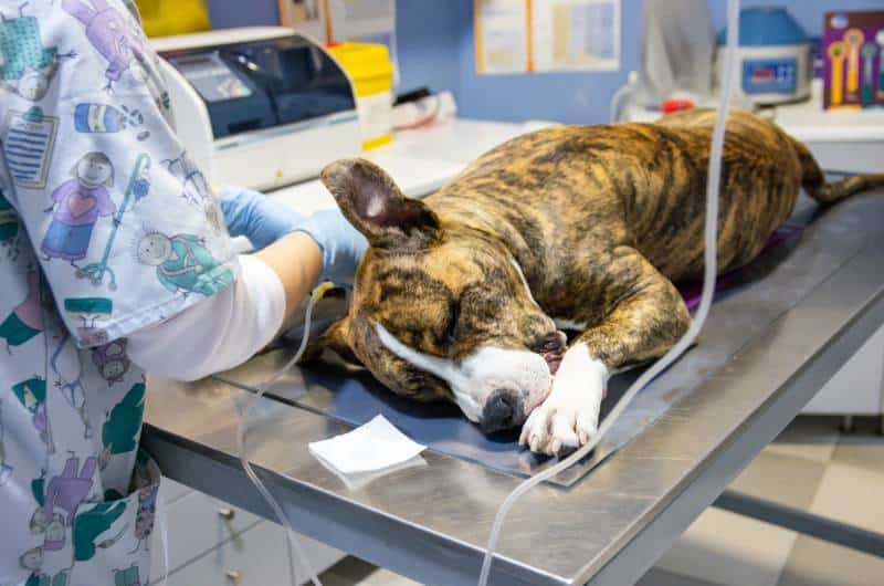 Sedated dog on an exploration table before an endovenous treatment