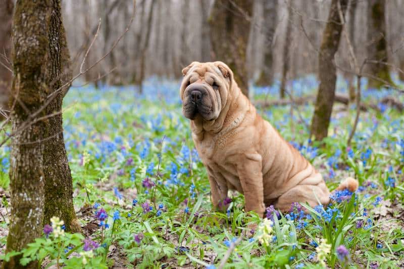 Shar Pei dog in the woods in the spring