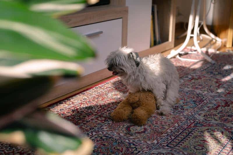 Small dog humps its teddy bear toy on the room floor