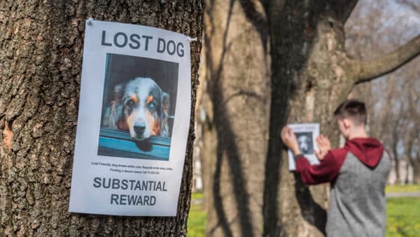 Teenager pasting posters of the missing dog