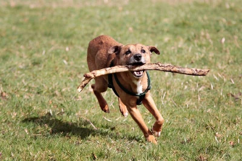 Training German Feist Terrier dog running in the grass