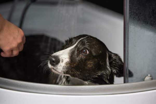 Welsh Corgi Cardigan dog is having a bath looking scared