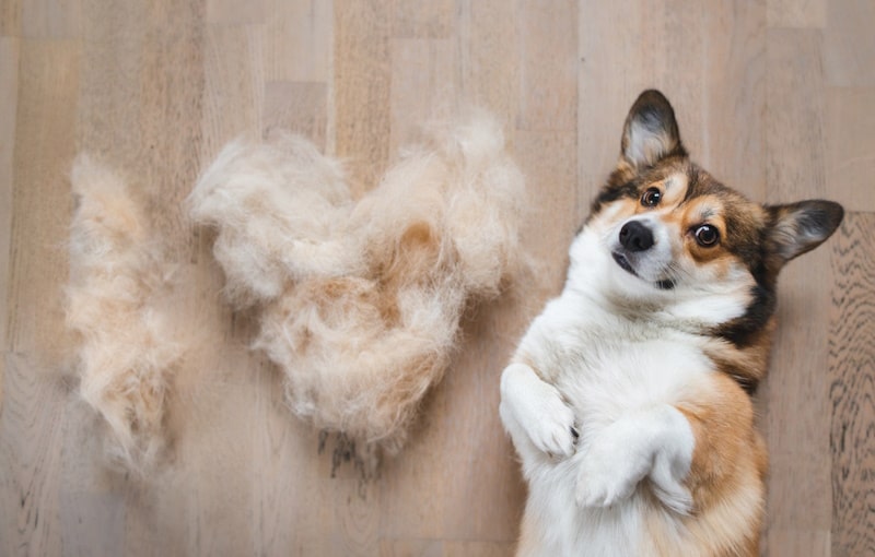 Welsh corgi beside lots of hairball