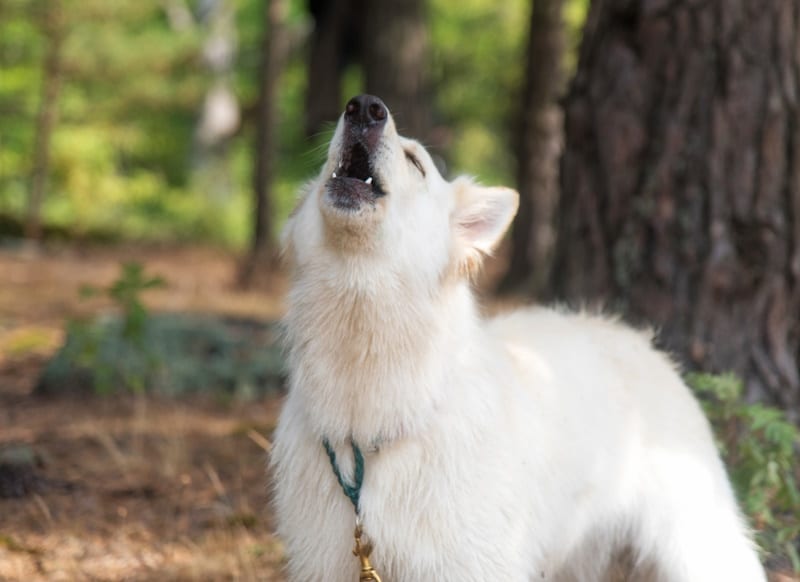 White Swiss Shepherd dog howling in the woods