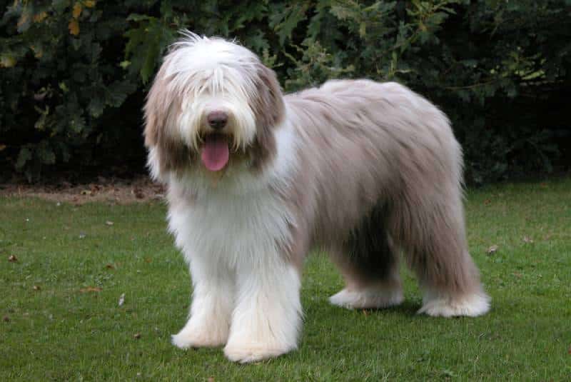 a bearded collie standing on grass