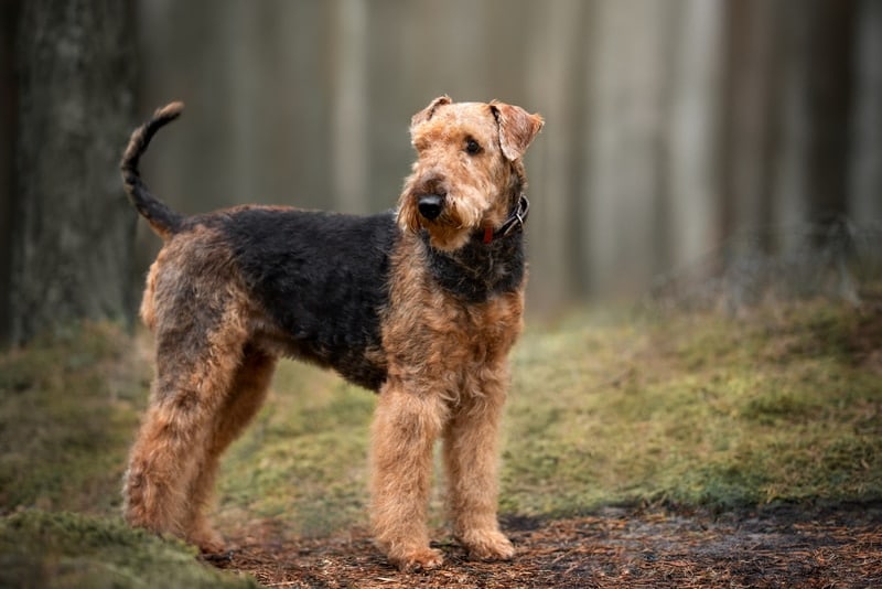 airedale terrier standing in the forest