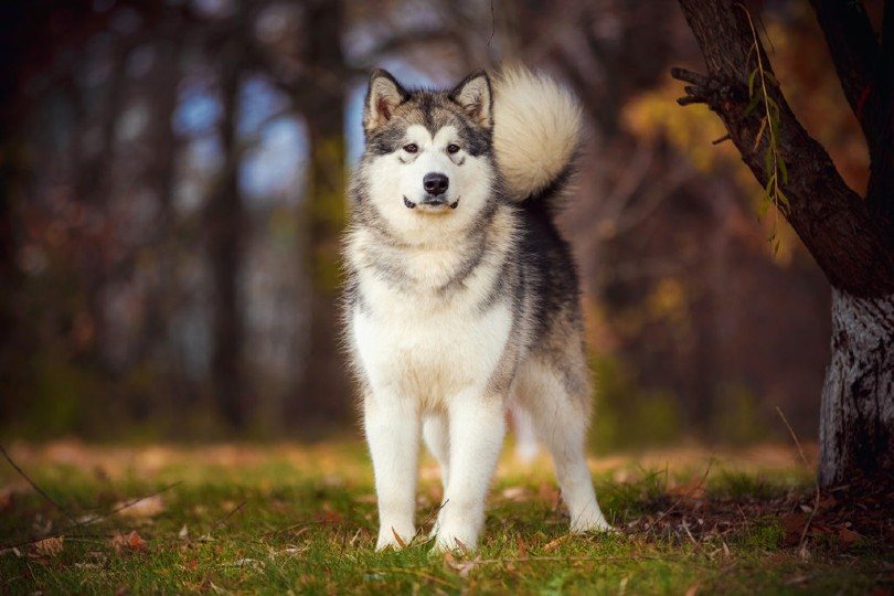 alaskan malamute in the forest