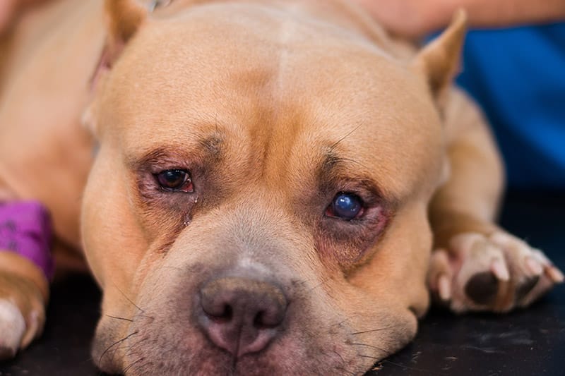 american bully dog suffering from eye ulcer