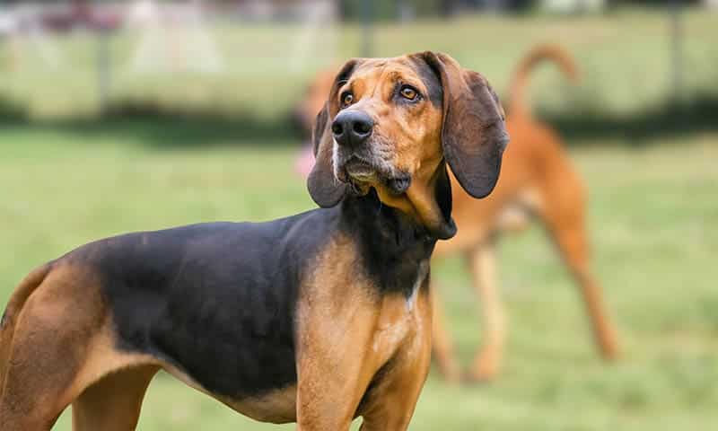 american english coonhound dog in the backyard