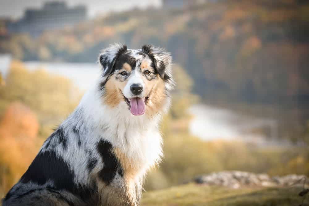 australian shepherd enjoying the outdoors during autumn