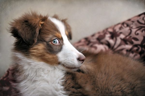 australian shepherd puppy with whale eyes