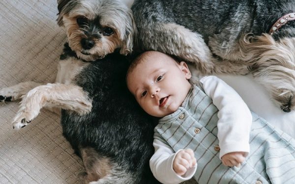 baby lying on the bed with dogs