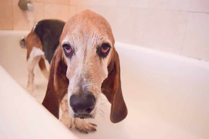 basset hound dog gets a bath