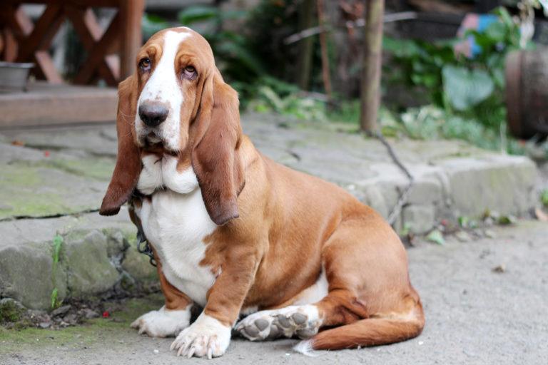 basset hound dog sitting outdoors