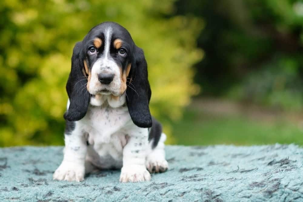 Conversing with Your Basset Hound Pup: Mastering Basic Commands