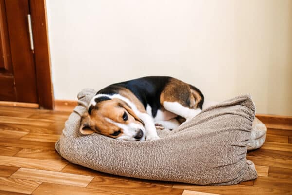 beagle dog sick sad on bed