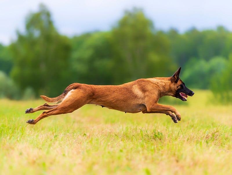 Belgian malinois dog running