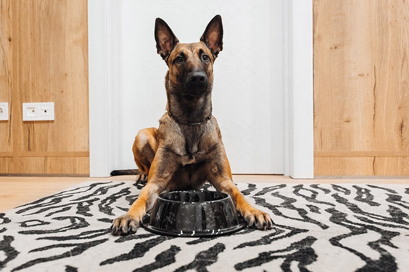 belgian malinois with a food bowl
