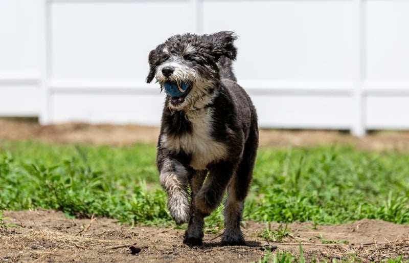 bernedoodle puppy running playing fetch ball
