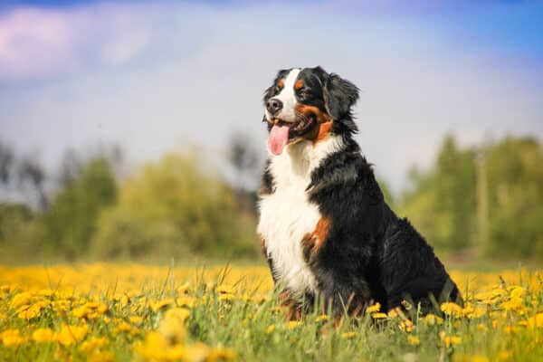 bernese mountain dog in the meadow